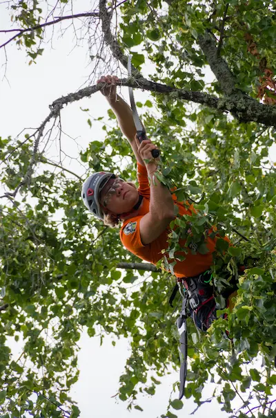 Professional arborists performing tree maintenance at height